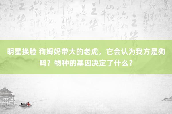 明星换脸 狗姆妈带大的老虎，它会认为我方是狗吗？物种的基因决定了什么？
